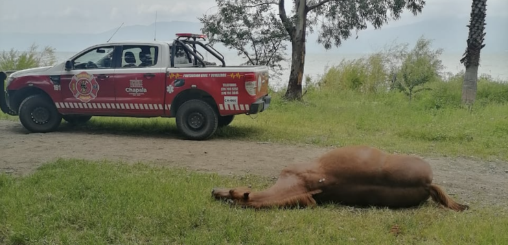 Swarm of bees kills horse at La Crucita park